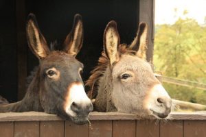 Donkey, Asini, Donna Tina
