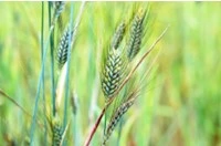 Spighe verdi di grano Cappelli nei campi di Stigliano in Basilicata