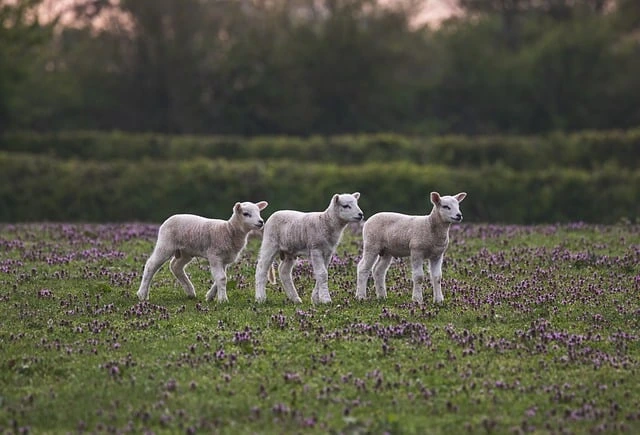 Tre agnelli al pascolo libero tra le leguminose biologiche nei campi di Stigliano, Basilicata