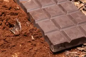 Tavoletta di cioccolato al latte di asina Marialuisa poggiata su un letto di cacao con alcune scaglie di cioccolato vicine