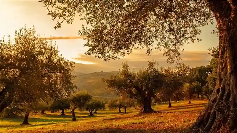 Uliveto biologico della Fattoria Donna Tina all’ora del tramonto, con le colline dell’Alta Collina Materana sullo sfondo. olio extravergine di oliva biologico