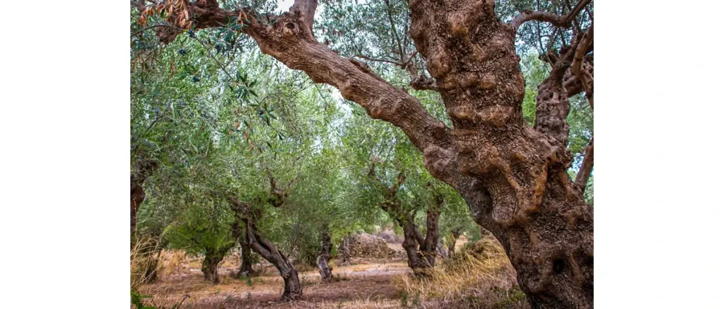 Olivo secolare nelle colline di Stigliano, Basilicata, per la produzione di Antiche Terre olio extravergine di oliva biologico