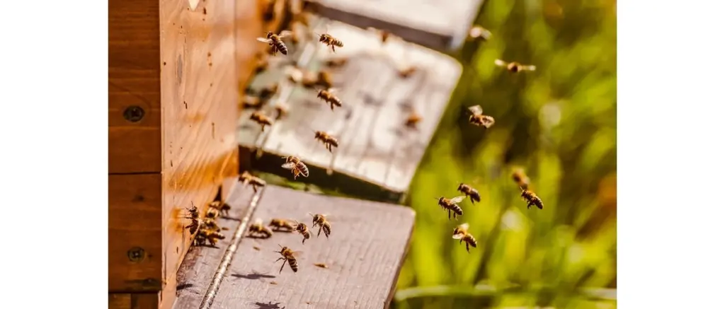 Api in entrata nell’arnia per la produzione di miele biologico in Basilicata
