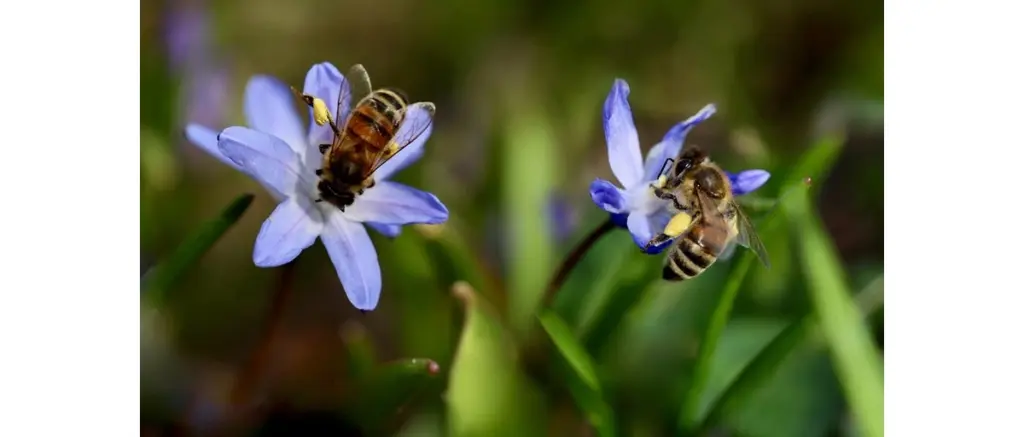 Api su fiori spontanei blu per la produzione di miele biologico italiano
