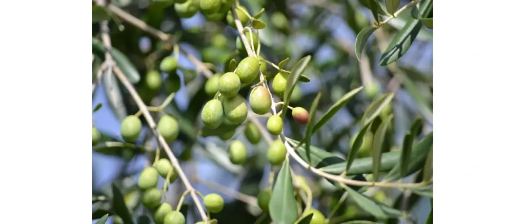 Ramo di olive verdi della cultivar Coratina sull’albero negli uliveti di Stigliano, Basilicata, per Conte Martino Monocultivar Coratina biologico
