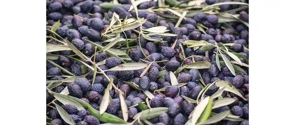 Primo piano di olive nere biologiche appena raccolte che iniziano a seccare naturalmente, Fattoria Donna Tina, Basilicata