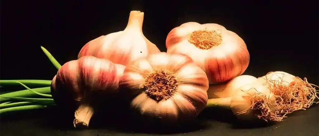 Cipolle e aglio freschi su tavolo in legno scuro, ortaggi naturali della Basilicata