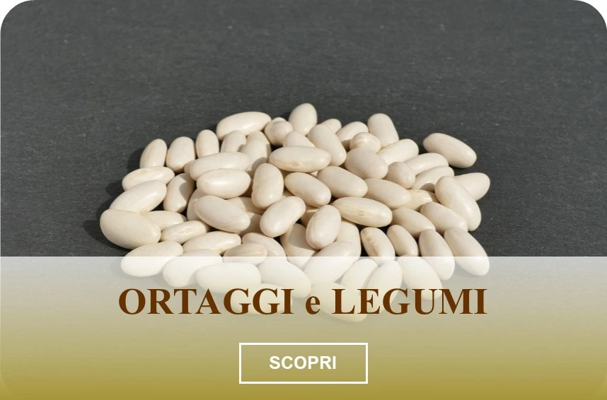 Fagioli bianchi secchi della Fattoria Donna Tina